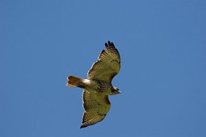 Hawk, Red-tailed, 2012-05115744 Broad Meadow Brook, MA